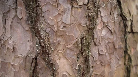 Pine tree bark close up Stock Footage 153308112