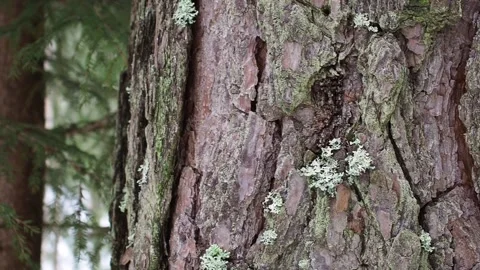 Pine tree bark close up Stock Footage 263361261