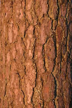Pine tree bark close up Stock Photos