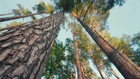 Pine Tree Bark Close-Up with Rotating Camera Looking Up at Forest Canopy Stock Footage 338306688