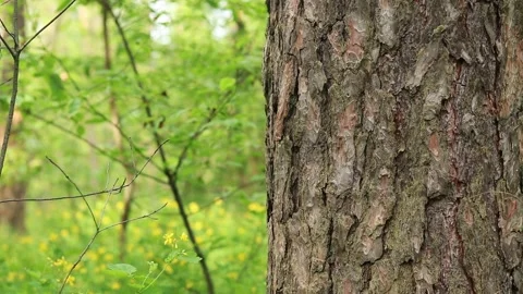 Pine tree bark close-up. Summer in the forest Stock Footage 310461814