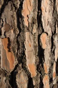 Pine tree bark close-up texture Stock Photos