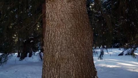 Pine tree bark close up tilt footage Stock Footage 103501181