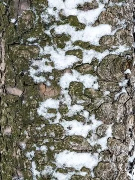 Pine tree, bark covered with snow. Close-up of Scots pine bark in winter. Stock Photos