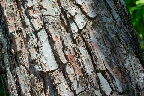 Pine tree bark creating natural rugged texture background Stock Photos