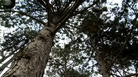 Pine tree, bark Stock Footage 10679032