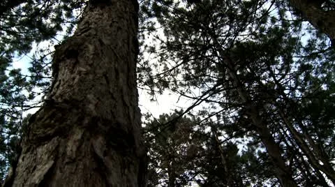 Pine tree, bark Stock Footage 10679081