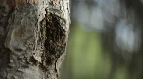 Pine Tree Bark 動画素材 61090471