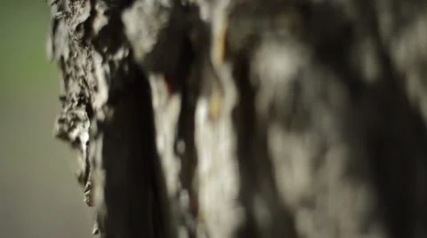 Pine Tree Bark Stock Footage 61090481