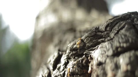 Pine Tree Bark Stock Footage 61091061