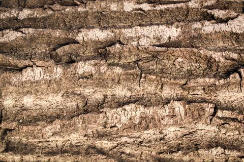 Pine tree bark. Horizontal furrows. Surface texture. Stock Photos