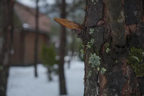 Pine Tree Bark with Lichen in Winter Forest Stock-Fotos