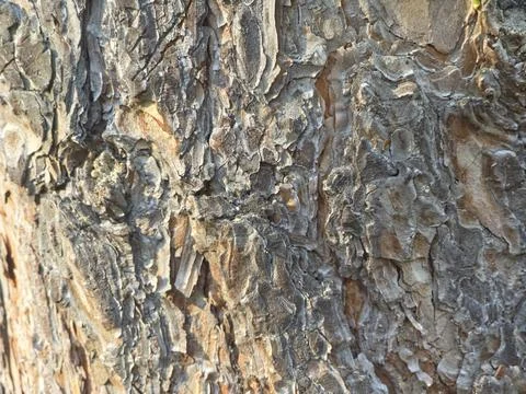 Pine tree bark macro texture Stock Photos