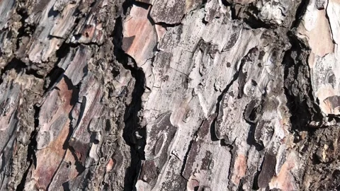 Pine Tree Bark Natural Texture Stock Footage 322798768