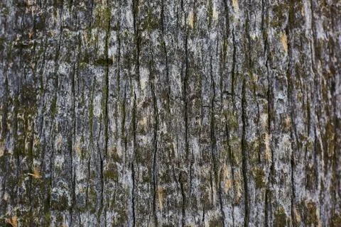 Pine tree bark old texture, background Stock Photos