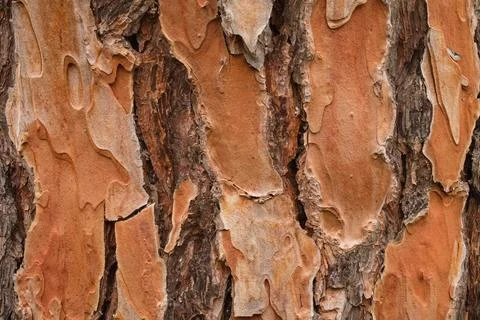 Pine tree bark organic texture Stock Photos