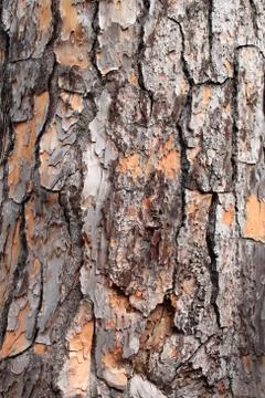 Pine tree bark Stock Photos