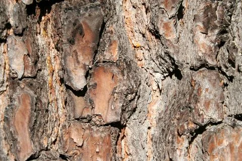 Pine tree bark Stock Photos