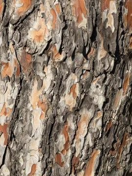 Pine tree bark Stock Photos