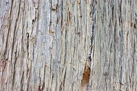Pine tree bark Stock Photos