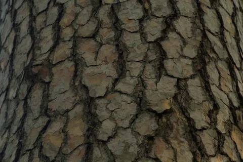 Pine tree bark Stock Photos