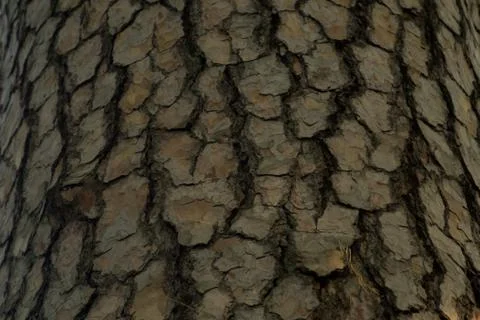Pine tree bark Stock Photos