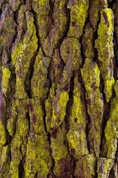 Pine Tree Bark Stock Photos