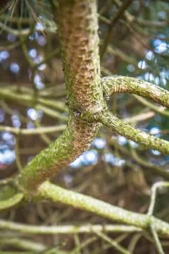 Pine tree bark Stock Photos