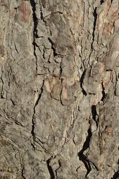 Pine Tree Bark Stock Photos