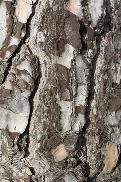 Pine tree bark Stock Photos