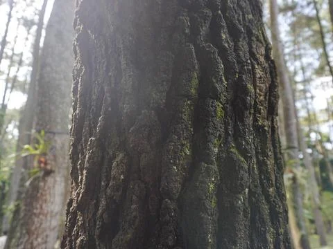 Pine tree bark Stock Photos