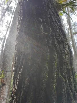 Pine tree bark Stock Photos