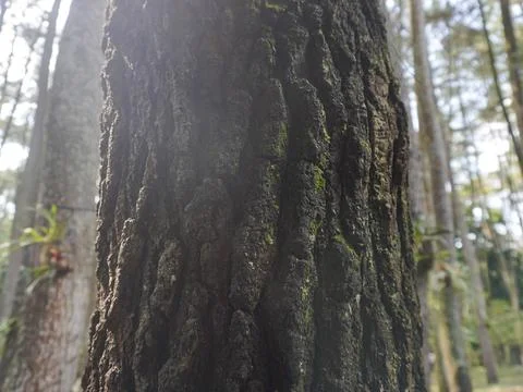 Pine tree bark Stock Photos