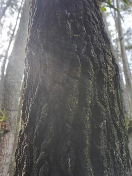 Pine tree bark Stock Photos