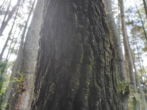 Pine tree bark Stock Photos
