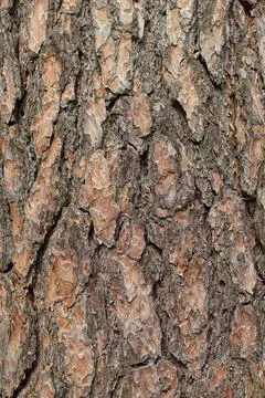 Pine tree bark. Stock Photos
