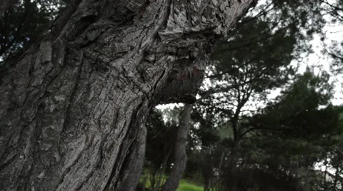 Pine Tree Bark - Pine Forest 動画素材 61090899