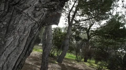 Pine Tree Bark - Pine Forest Stock Footage 61091044