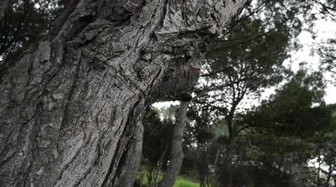 Pine Tree Bark - Pine Forest Stock Footage 61092270