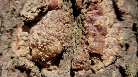 Pine tree bark with resin close up Video stock 187096350