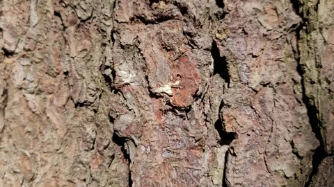 Pine tree bark with resin close up Video stock 187138986