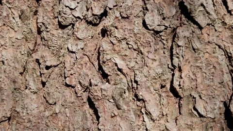 Pine tree bark with resin close up Stock Footage 187140460