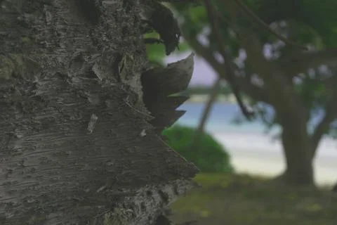 Pine tree bark shredding macro Foto stock
