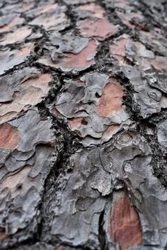 Pine tree bark texture. Abstract background and texture for design. Stock Photos