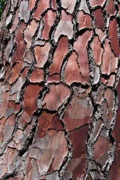 Pine tree bark texture. Abstract background and texture for design. Stock-Fotos