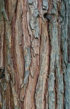 Pine tree bark texture background - vertical photograph Stock Photos