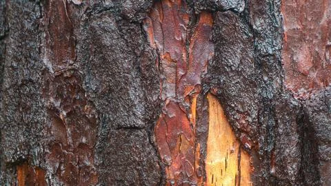 Pine tree bark texture as background Foto stock