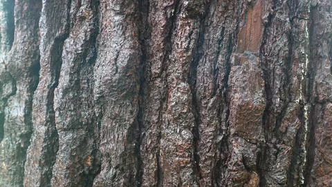 Pine tree bark texture as background Stock Photos