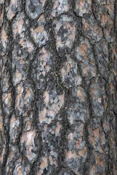 Pine tree bark texture background. Close up view. Stock Photos