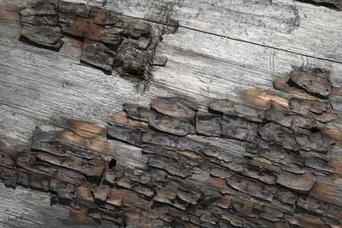 Pine tree bark texture background. Close up view. Stock Photos